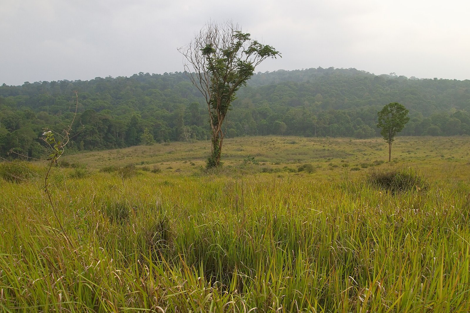 Tall grass meadow with scattered trees and forested hills under a misty sky in Khao Yai National Park