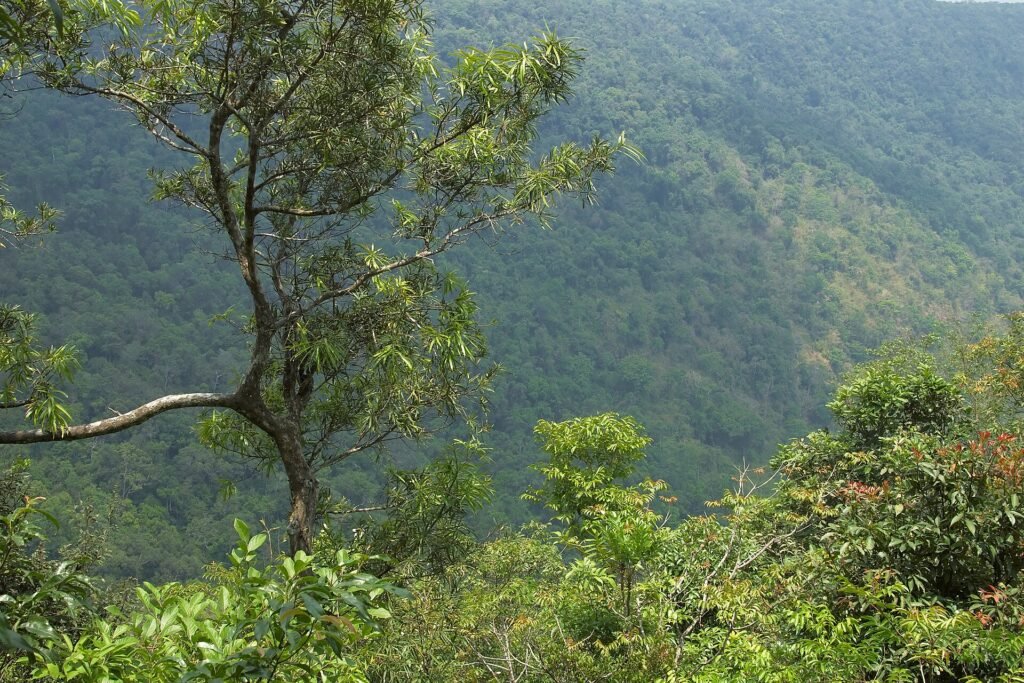 Forested mountain slopes of hill evergreen forest seen from a high viewpoint in Khao Yai
