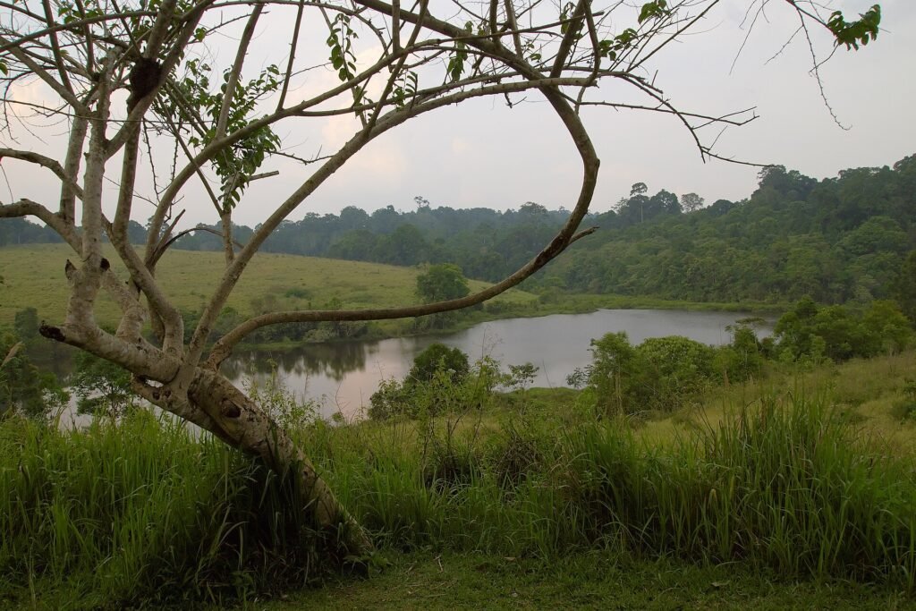 A quiet lake framed by grassland and a leaning tree in Khao Yai National Park