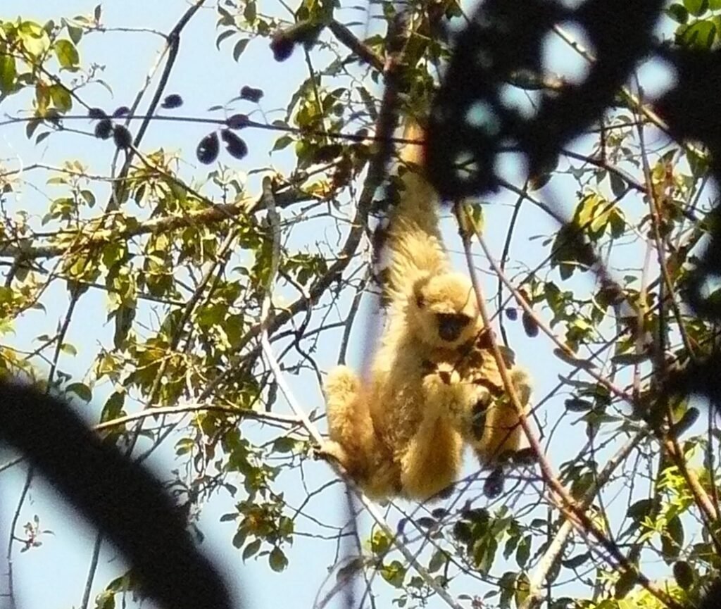 A white-handed gibbon hanging from branches in the Khao Yai forest canopy