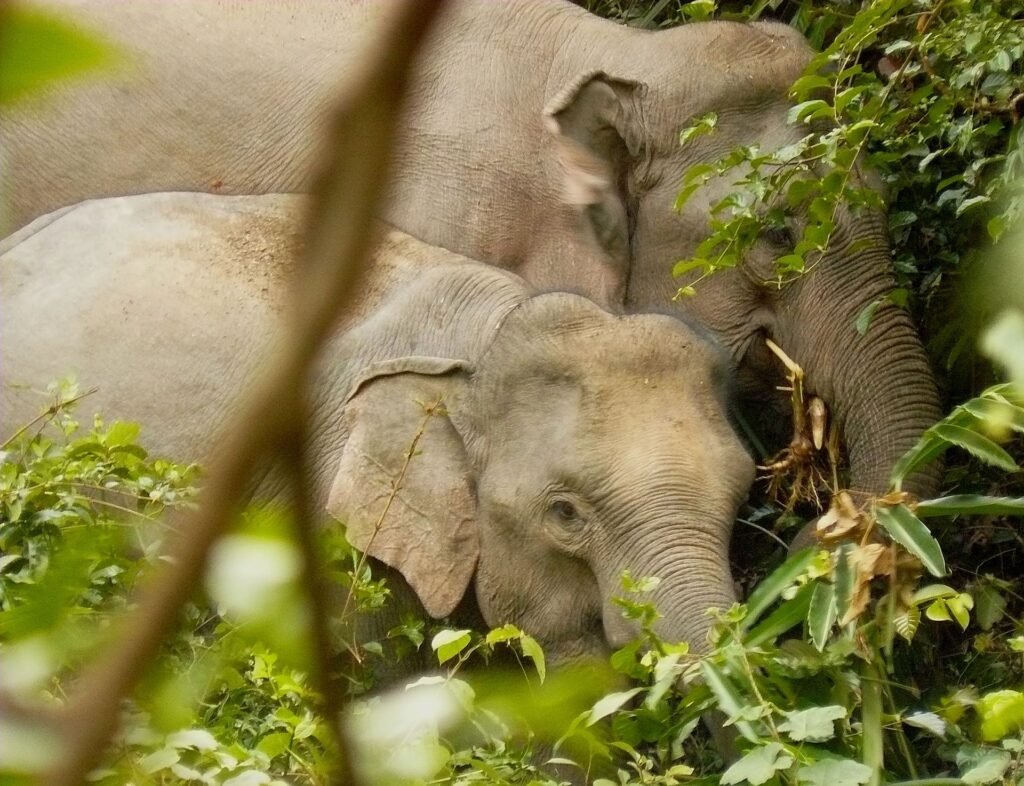 Two wild Asian elephants partly hidden in green foliage in Khao Yai National Park
